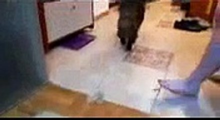 Funny Cats Funny Animal Best Funny Videos Animal 2015