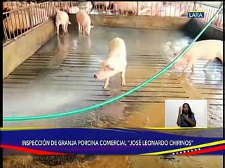 Granja Porcina Comercial José Leonardo Chirinos produce más de 40 mil cabezas de porcino al año