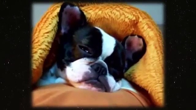 Funny Cute Animal Sleepy Falls Asleep Tired Cat Dog Bear Coala HD 2015 RELAX