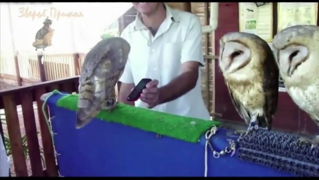 Funny Animals Videos Cute Animal Compilation 2015 NEW! Самые смешные животные!