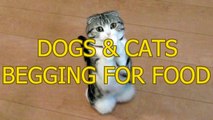 Funny cats and dogs begging for food   Cute animal compilation   funny pets   funny pets videos