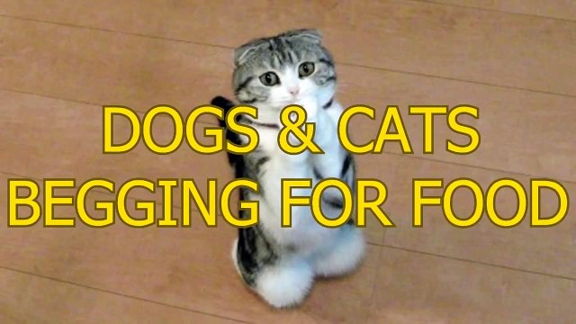 Funny cats and dogs begging for food Cute animal compilation funny pets funny pets videos