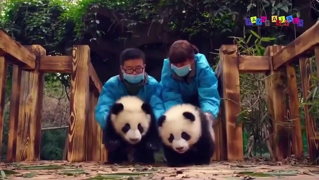 Разные приколы с разными животными. Если есть в кармане пачка сигарет.