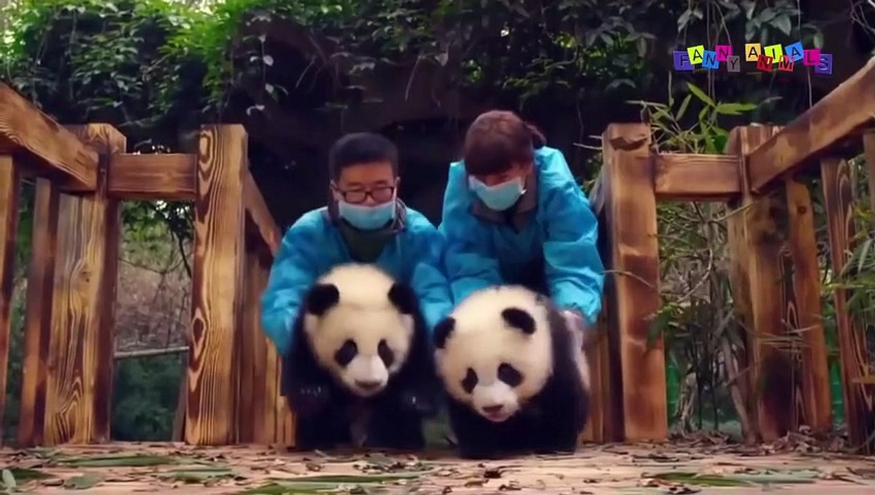 Разные приколы с разными животными. Если есть в кармане пачка сигарет.