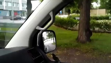 Funny Animal Reaction When In Front Mirror compilation 2014 Funny Animals Videos HD (2)