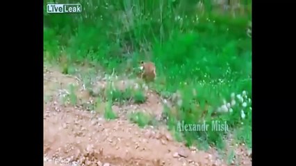 Real Life Heroes ★ When people help animals - YouTube