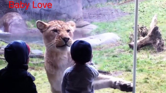 Animals Try To Attack Kids at the zoo - Funny Animals Videos