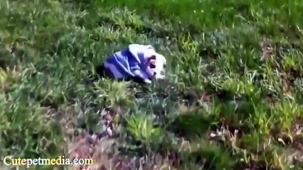 FUNNY ANIMALS ★ SMART DOGS COMPILATION (HD) [Funny Pet Media] (3)