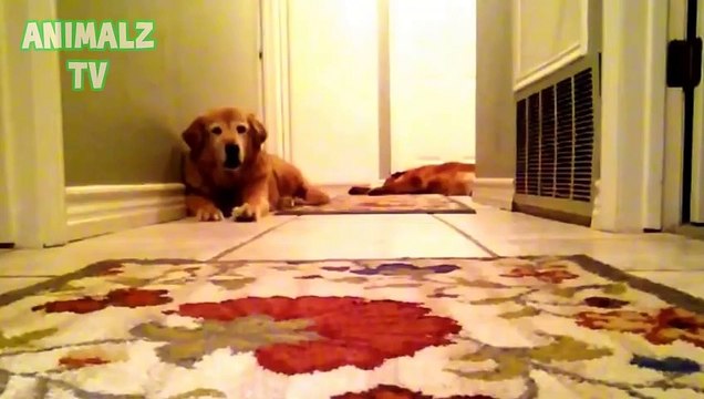 Funny Dogs and Cats Scared of Farts - Funny Pets Compilation 2015 (7)