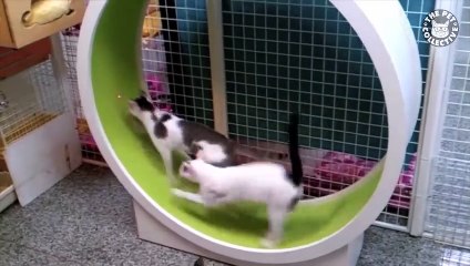 Role Reversal Pets   Funny Pet Compilation (2)