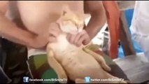 Best of Funny animals Funny animals fail win, animal vines