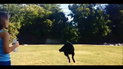 2015 Funny Compilation - Animal Fail - Girl Fail - Baby Fail and More