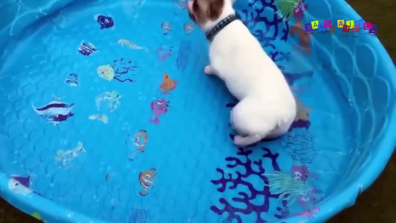 Приколы с животными смешные кошки и собаки. Угарные животные. ДО СЛЁЗ #1