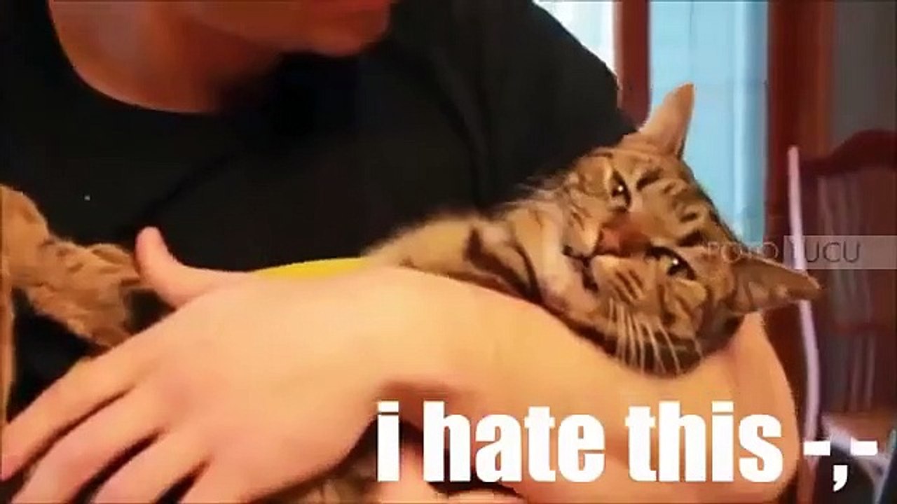 Funny Videos Of Funny Animals Compilation 2015 New Funny Animal Vedios 2015 (6)