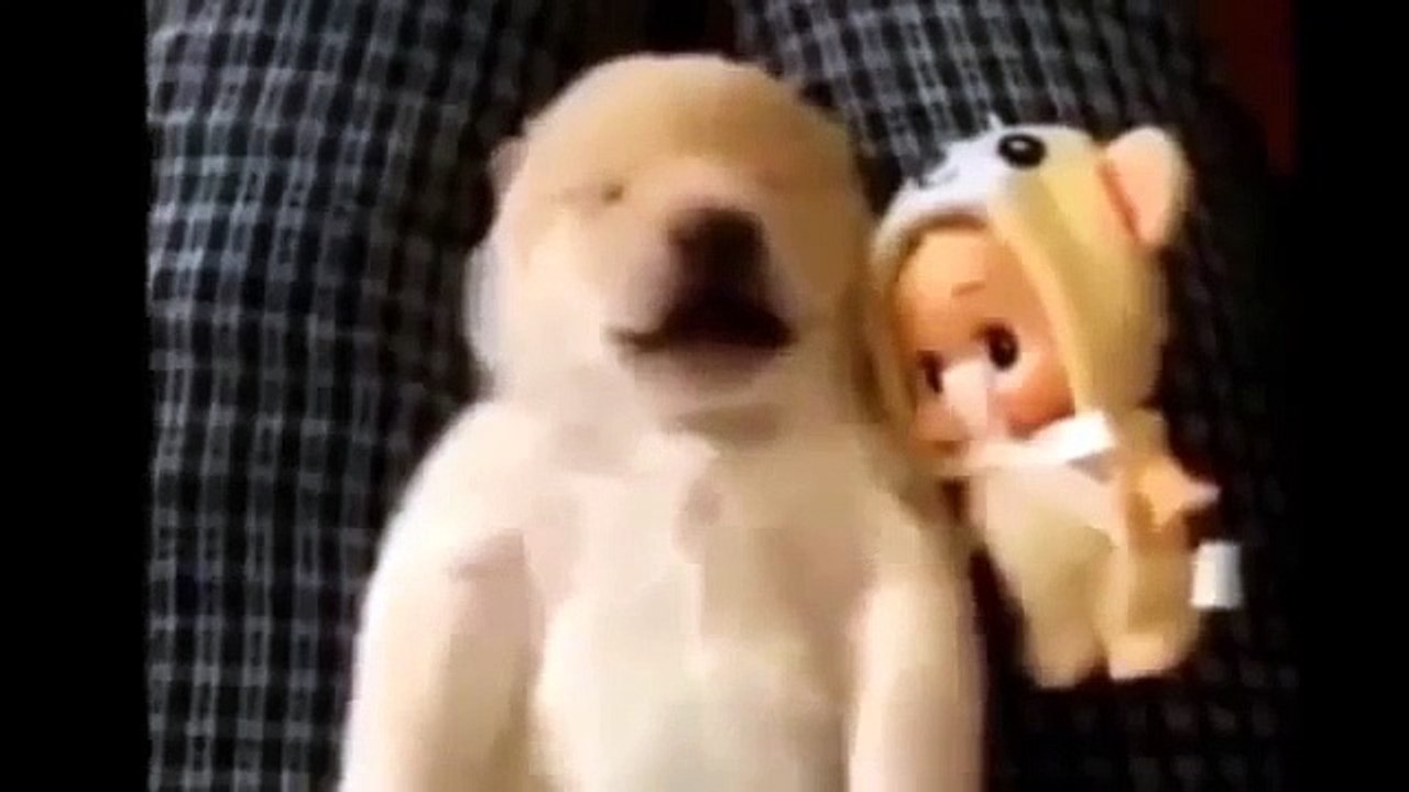 Приколы с животными  Смешные животные  Funny animal