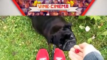Funny Videos Animal Funny Dog Vines Best Dogs Vines Compilation (4)