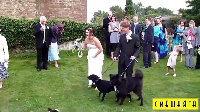 Funny videos try not to laugh funny pranks funny girls funny animals Funny vines