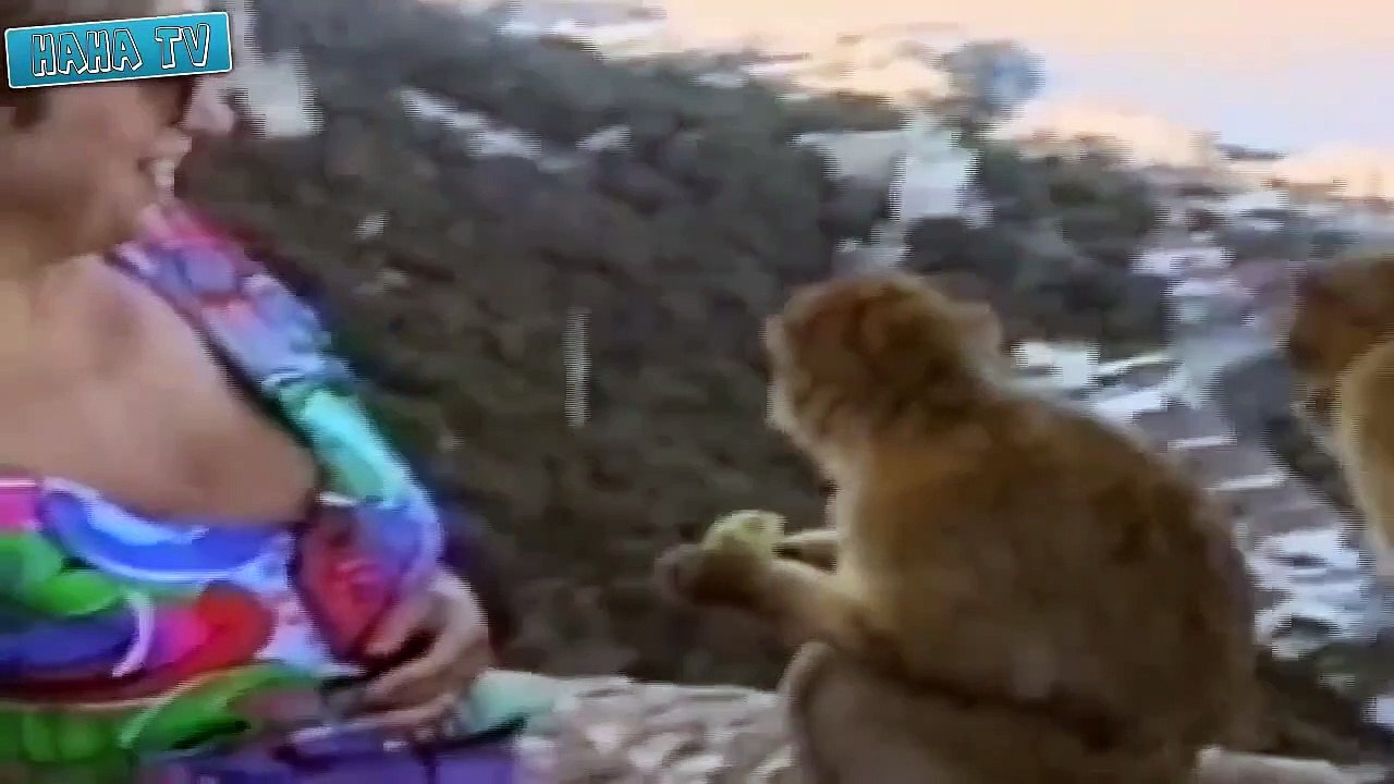 Crazy Animal Attack Human Compilation