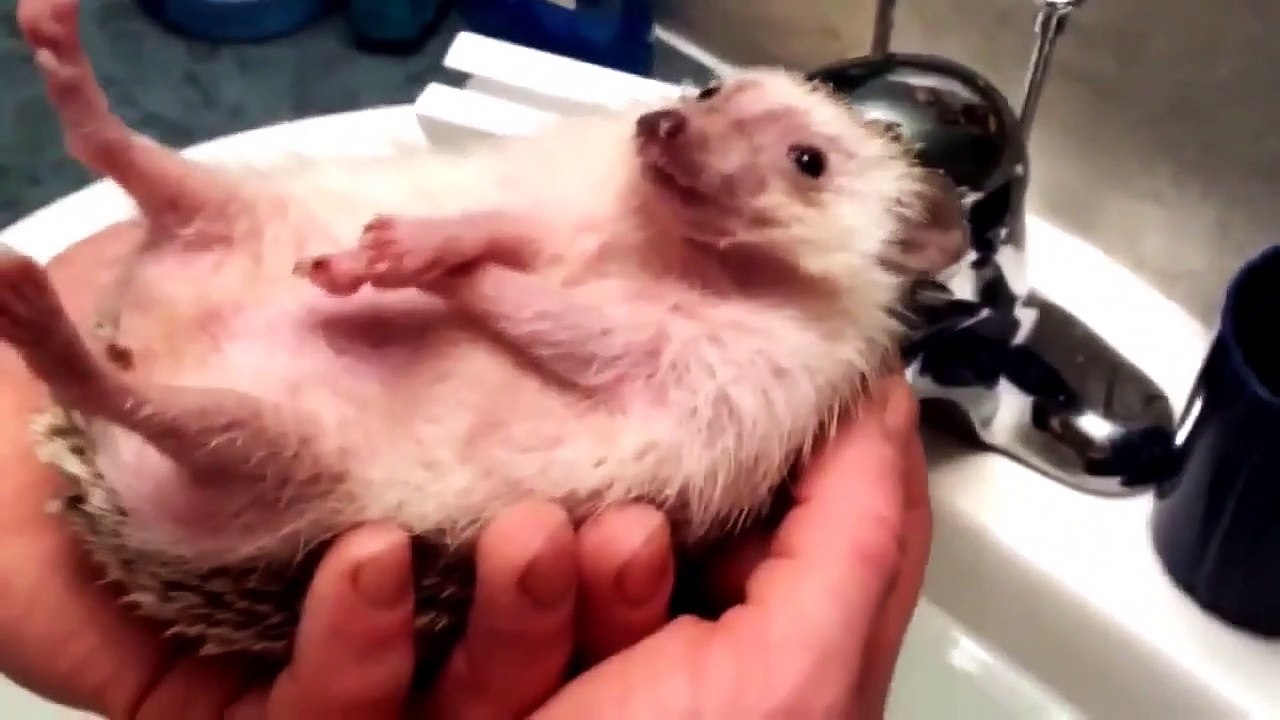 vidéos drôles 2015 - vidéos drôles d'animaux - funny animal videos 2015