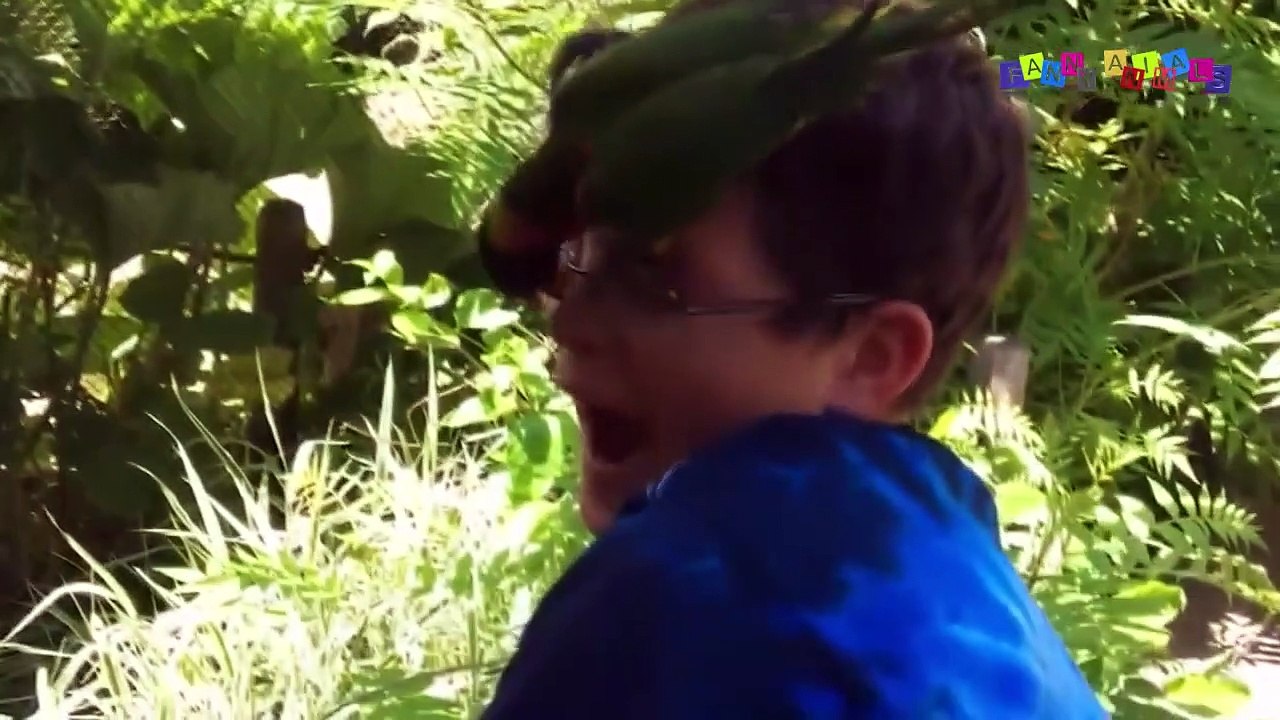 Приколы с животными смешные кошки и собаки. Угарные животные. ДО СЛЁЗ #2