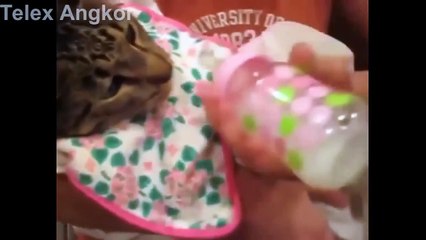 Funny Cats Video   Funny Cat videos Compilation 2015   Funny Animal #0021