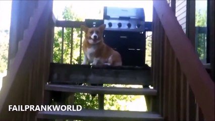 Best Funny Guilty Dogs Compilation (7)