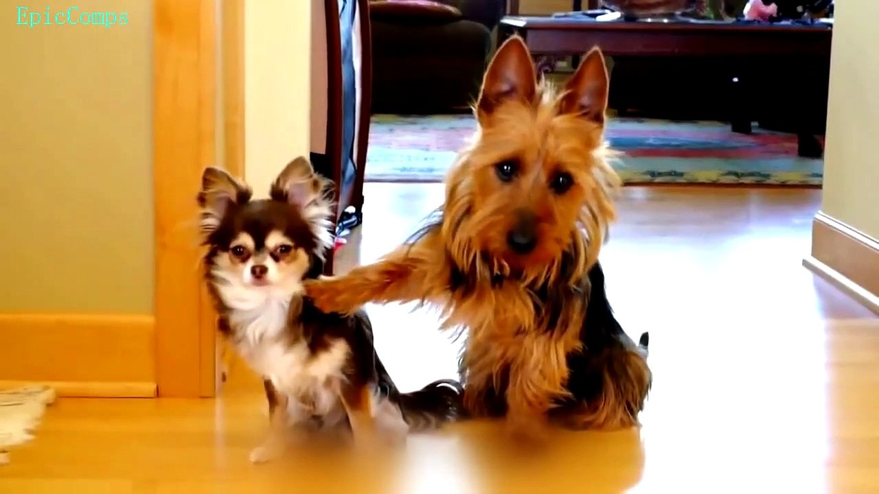 Funny Guilty Dogs Compilation