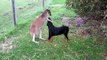 Unbelievable Animal to Animal Friendship - Wild Animals Friendship