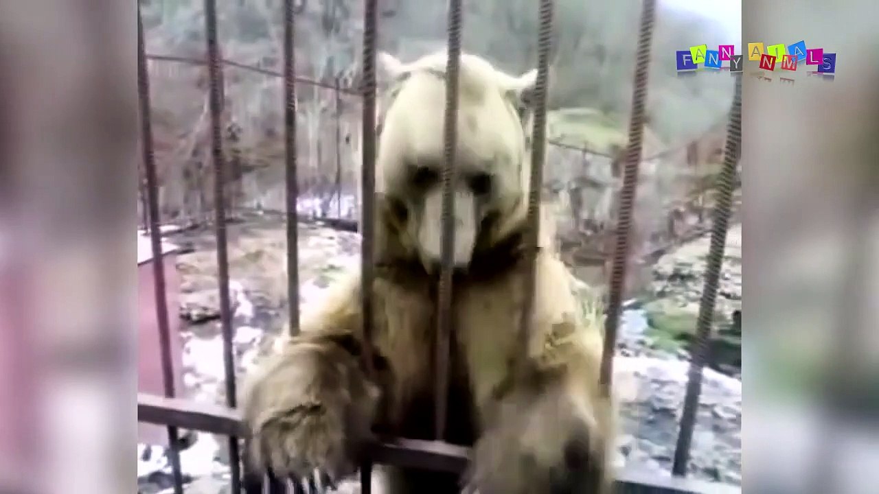 Разные приколы с разными животными. Когда залез в чужое дупло.