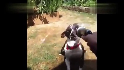 pet and animal vine compilation 2014 funny animals