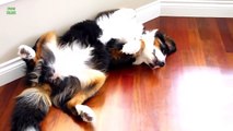 Funny Dogs Sleeping in Weird Positions Compilation 2013