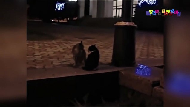 Просто приколы с котанами. Эпичные кошачьи бои.