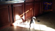 Cats and dogs react to shadows   Funny animal compilation (3)