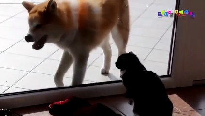 Кошки и собаки. Прикол.#1