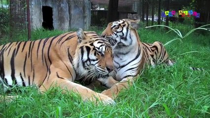 Реакция больших диких кошек на зеркало.