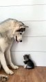 Sleep baby cat and dogs love | cat and dog love moment | Cute Animals