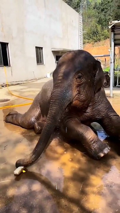 Elephant shower