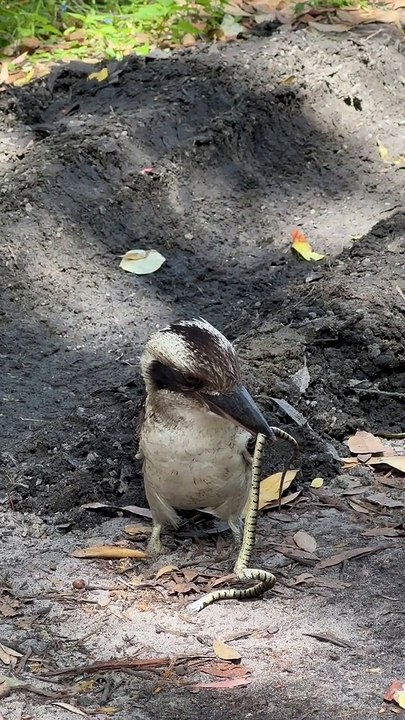 Kookaburra Eating a Venomous Baby Brown Snake