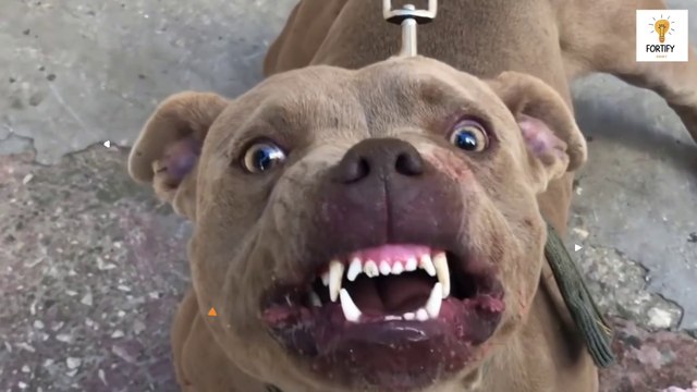 Top 10 most dangerous dog in the world in hindi | Largest Dog Breeds | duniya ka sabse khatarnak dogs