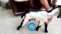 Tetanus in Goats: Symptoms, Treatment, and Prevention