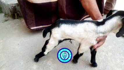 Tetanus in Goats: Symptoms, Treatment, and Prevention