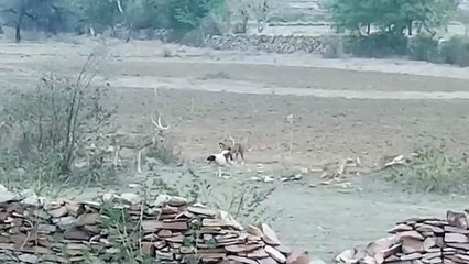 Video : श्वानों ने चीतल पर किया हमला, युवाओं ने बचाई जान
