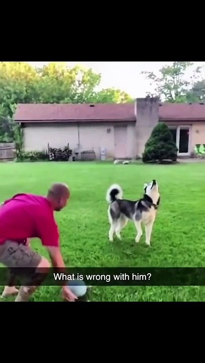 funny_animals