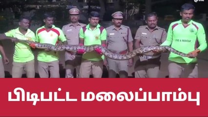 ராமநாதபுரம்: பிடிபட்டது 15அடி நீள மலைப்பாம்பு