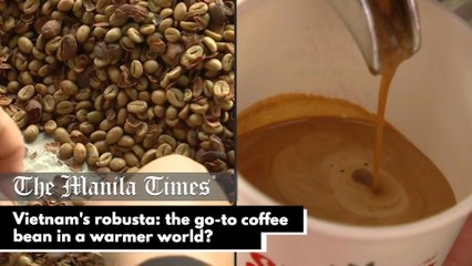 Vietnam's robusta: the go-to coffee bean in a warmer world?