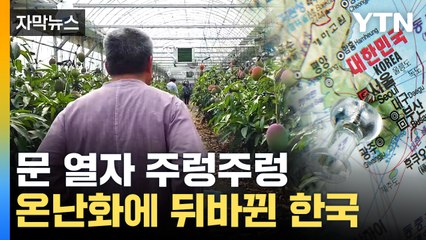 [자막뉴스] 여기 한국 맞아요?...기후 변화로 늘어나는 현상 / YTN