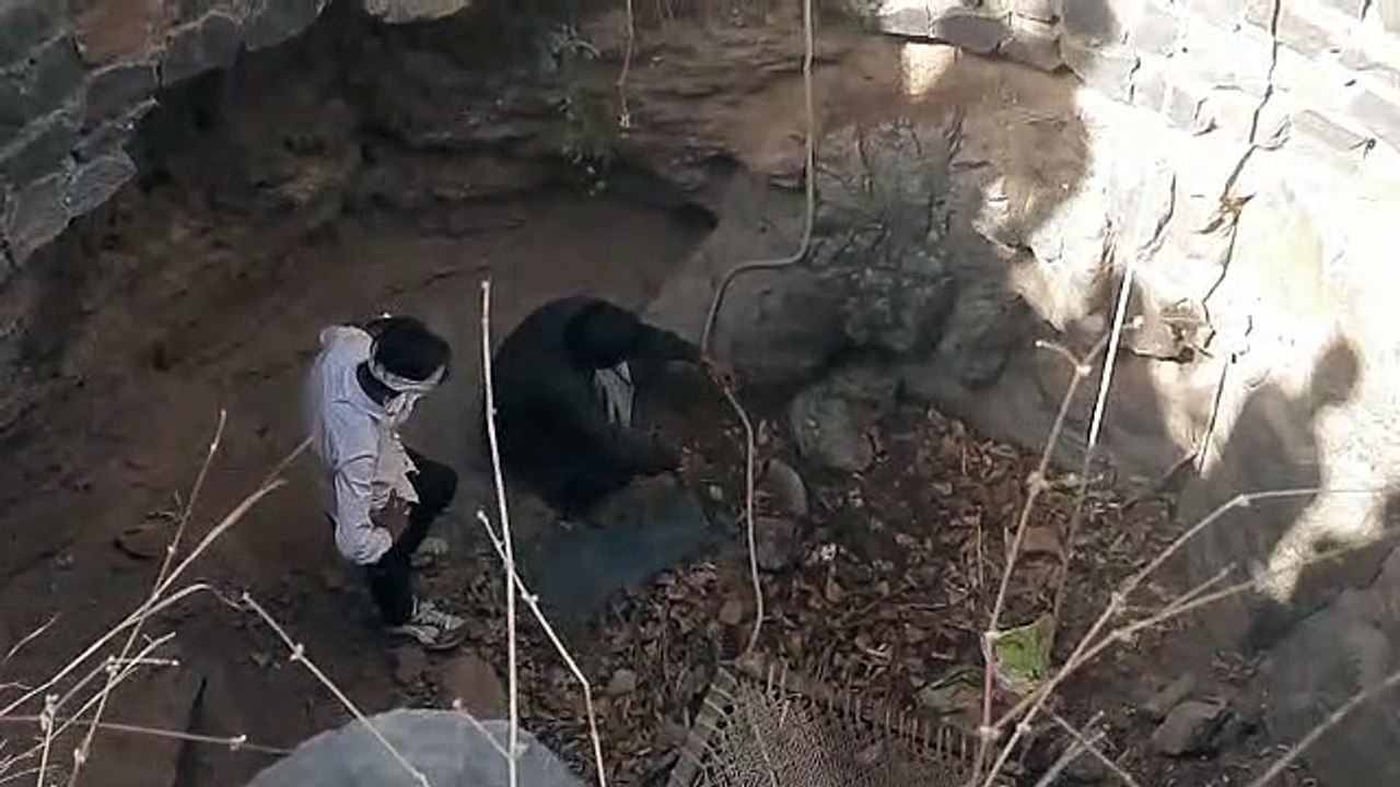 Jackal fell into a dry well without a cover