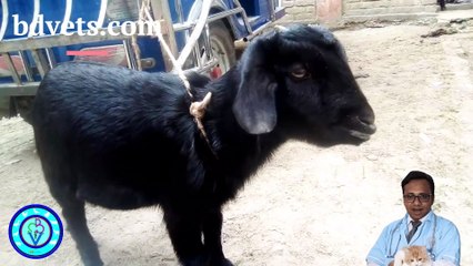 Peste des Petits Ruminants (PPR) in Goats: Epidemiology, Treatment, and Prevention