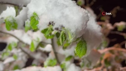 Ordu'da fındıkta zirai don tehlikesi