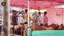 Kaam Wali | Episode 9 | 2023 Eid Special Videos | Hyderabadi Best Comedy Videos | Golden Hyderabadiz